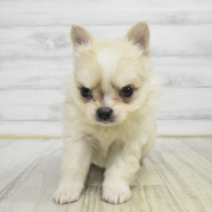 愛知県のポメチワ/チワポメ/ポメチー(ポメラニアン×チワワ) (犬の家＆猫の里岡崎店/2025年10月28日生まれ/男の子/クリームホワイト)の子犬