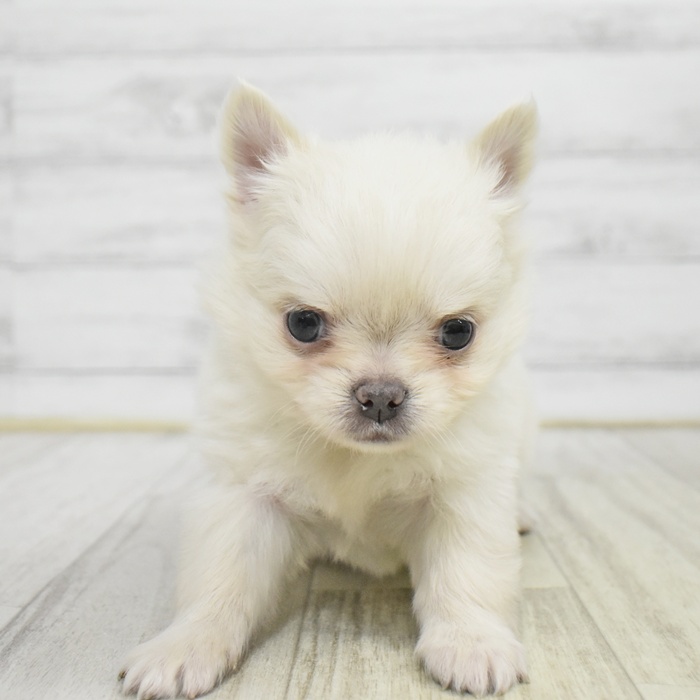 愛知県のポメチワ/チワポメ/ポメチー(ポメラニアン×チワワ) (犬の家＆猫の里春日井本店/2025年10月28日生まれ/男の子/クリーム)の子犬