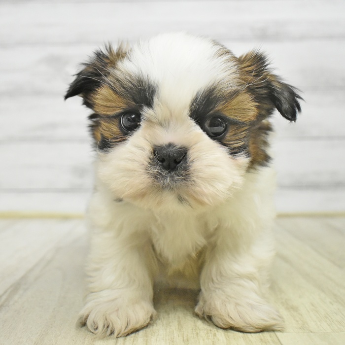 神奈川県のシーズー (犬の家＆猫の里モザイクモール港北店/2025年10月27日生まれ/男の子/ゴールドホワイト)の子犬