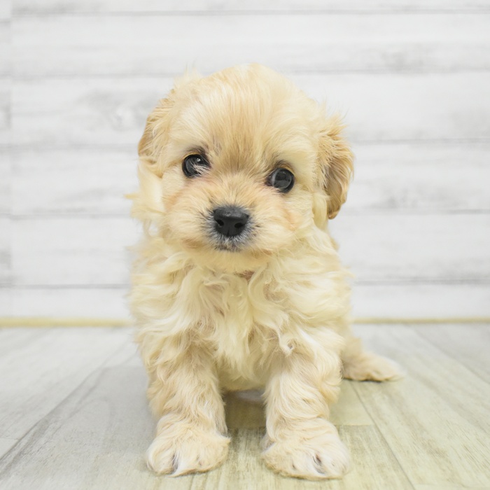 神奈川県のマルプー(マルチーズ×プードル) (犬の家＆猫の里モザイクモール港北店/2025年10月27日生まれ/男の子/アプリコット)の子犬