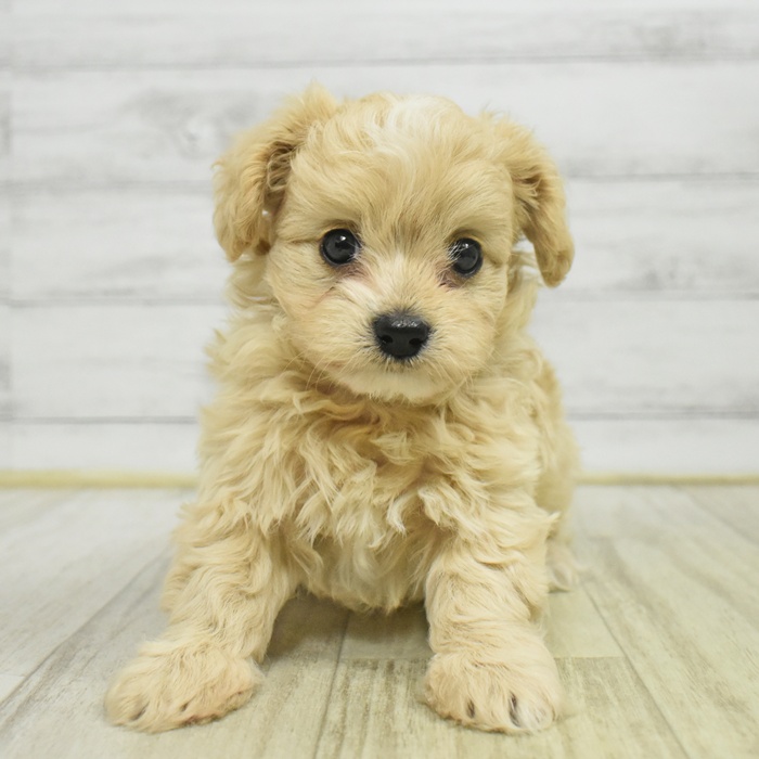 千葉県のマルプー(マルチーズ×プードル) (犬の家＆猫の里BIGHOPガーデンモール印西店/2025年10月27日生まれ/女の子/アプリコット)の子犬の2枚目の画像