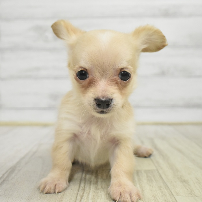 静岡県のチワックス(チワワ×ダックス) (犬の家＆猫の里マークイズ静岡店/2025年10月24日生まれ/女の子/クリーム)の子犬