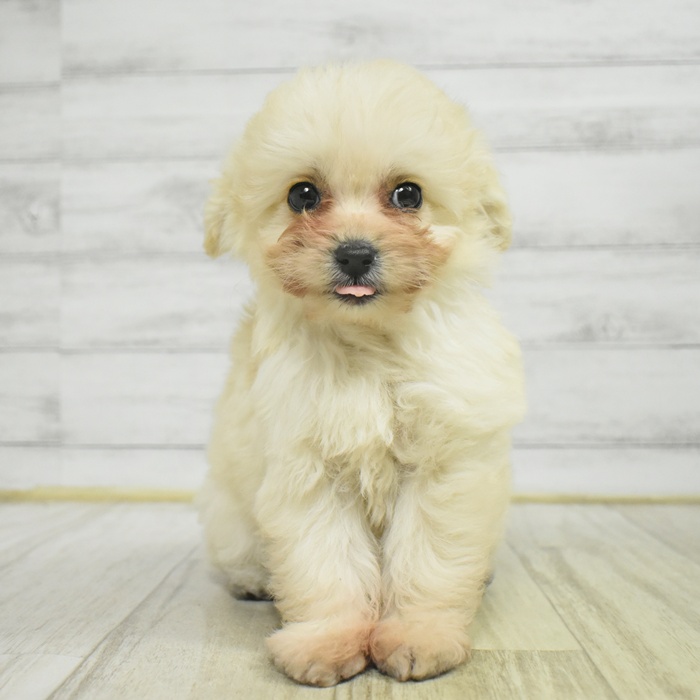 神奈川県のポメプー(ポメラニアン×プードル) (犬の家＆猫の里モザイクモール港北店/2025年10月26日生まれ/女の子/ホワイト)の子犬