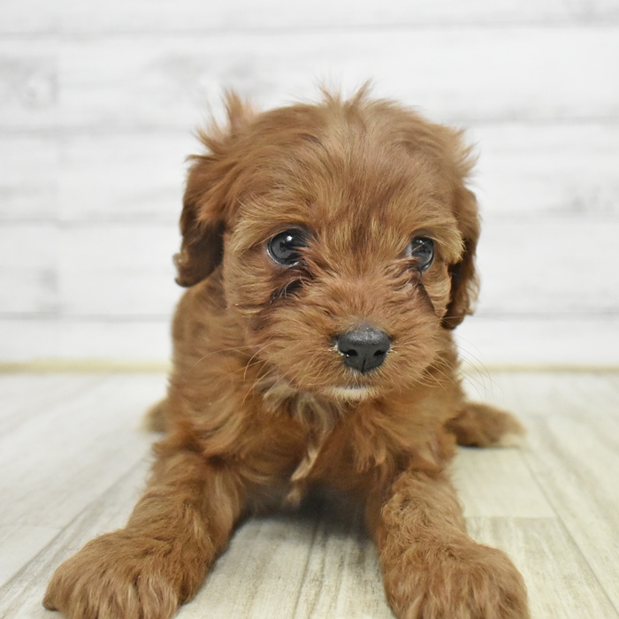 愛知県のキャバプー(キャバリア×プードル) (犬の家＆猫の里豊川インター店/2025年10月27日生まれ/女の子/レッドホワイト)の子犬