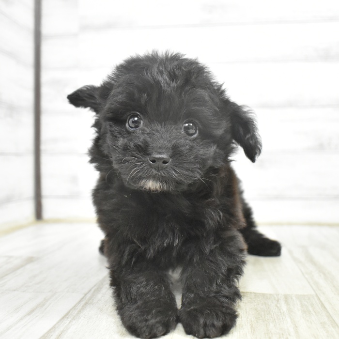 富山県のポメプー(ポメラニアン×プードル) (犬の家＆猫の里アミーゴ山室店/2025年10月26日生まれ/女の子/ブラック)の子犬