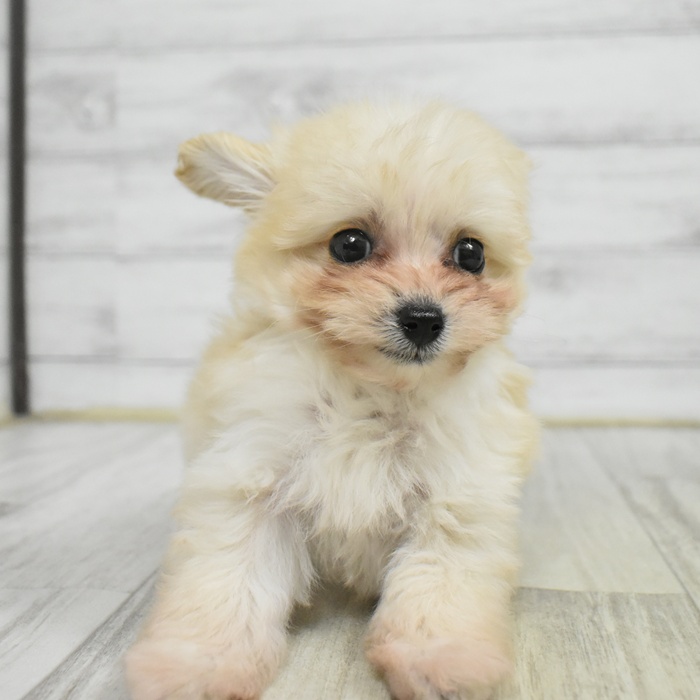 愛知県のポメプー(ポメラニアン×プードル) (犬の家＆猫の里岡崎店/2025年10月26日生まれ/女の子/ホワイト)の子犬