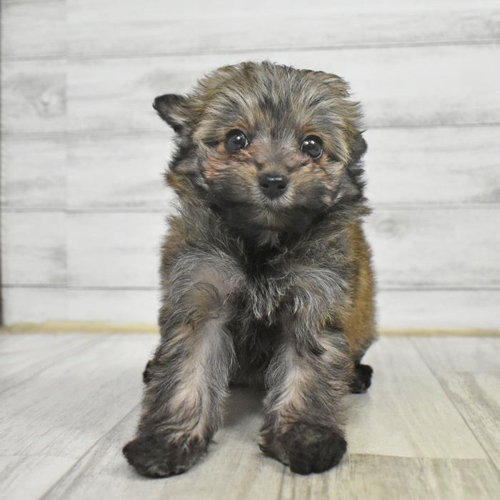 静岡県のポメプー(ポメラニアン×プードル) (犬の家＆猫の里マークイズ静岡店/2025年10月26日生まれ/女の子/フォーン)の子犬