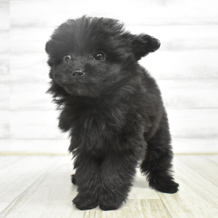 静岡県のポメプー(ポメラニアン×プードル) (犬の家＆猫の里MEGAドン・キホーテ袋井店/2025年10月26日生まれ/女の子/ブラック)の子犬