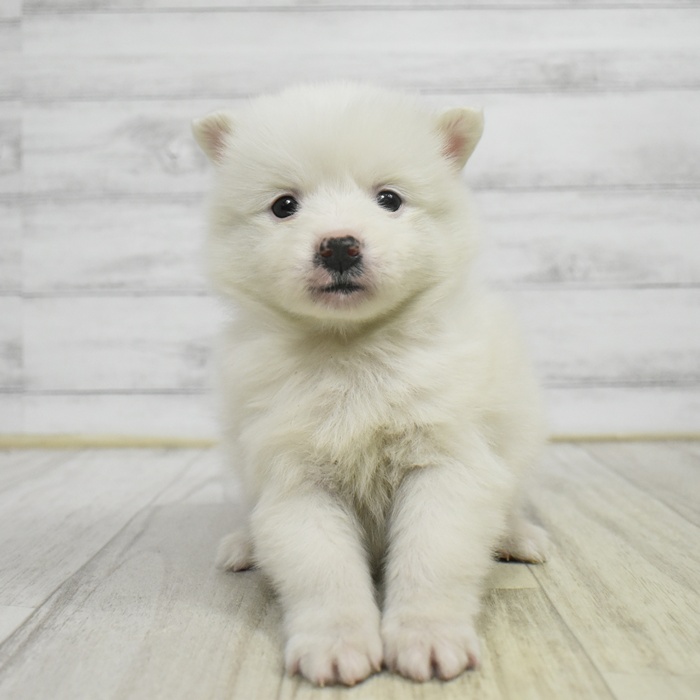 愛知県のハーフ犬・ミックス犬 (犬の家＆猫の里豊川インター店/2025年10月27日生まれ/男の子/ホワイト)の子犬