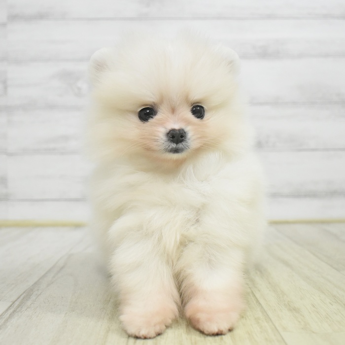 長野県のポメラニアン (犬の家＆猫の里長野店/2025年10月28日生まれ/女の子/クリーム)の子犬の2枚目の画像
