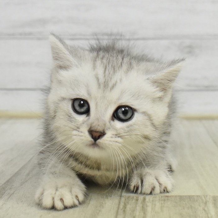 静岡県のマンチカン (犬の家＆猫の里マークイズ静岡店/2025年10月27日生まれ/男の子/シルバータビー)の子猫