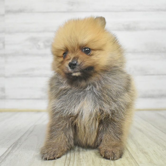静岡県のポメラニアン (犬の家＆猫の里マークイズ静岡店/2025年10月22日生まれ/男の子/オレンジ)の子犬