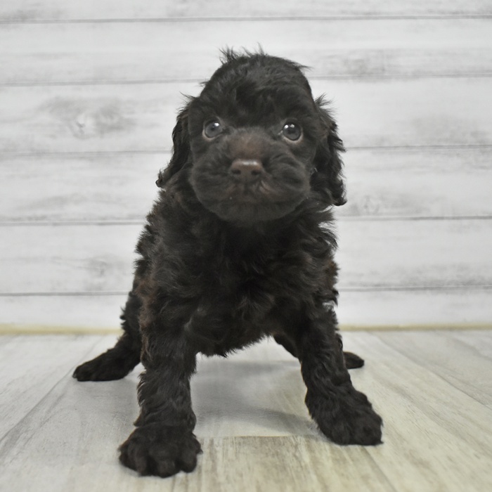 静岡県のトイプードル(トイ) (犬の家＆猫の里藤枝店/2025年10月27日生まれ/女の子/ブラウン)の子犬の2枚目の画像