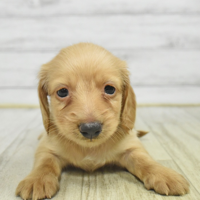 愛知県のミニチュアダックスフンド(ロング) (犬の家＆猫の里豊川インター店/2025年10月28日生まれ/男の子/イエロー)の子犬