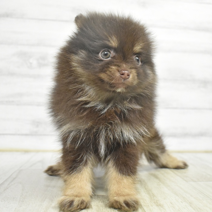 愛知県のポメラニアン (犬の家＆猫の里岡崎店/2025年10月26日生まれ/女の子/チョコレートタン)の子犬