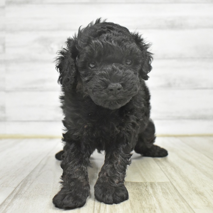 静岡県のトイプードル(トイ) (犬の家＆猫の里藤枝店/2025年10月28日生まれ/男の子/ブラック)の子犬の2枚目の画像