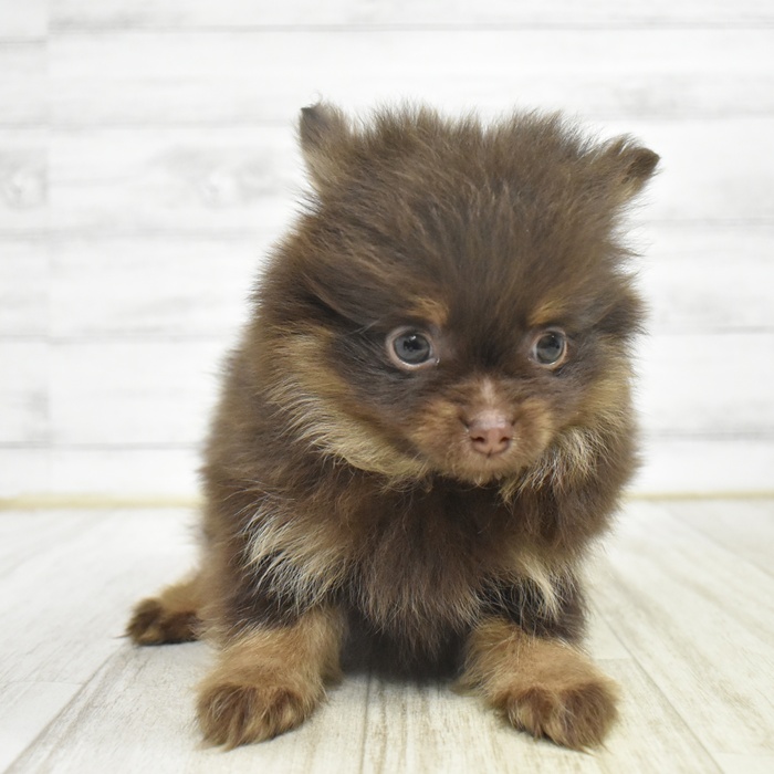 愛知県のポメラニアン (犬の家＆猫の里春日井本店/2025年10月26日生まれ/男の子/チョコレートタン)の子犬の2枚目の画像