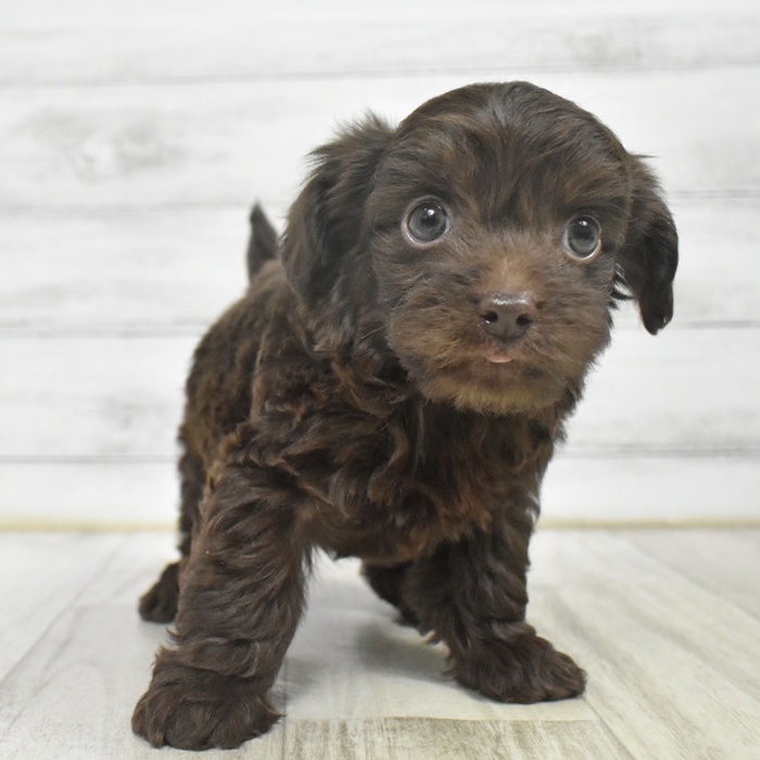 福岡県のチワプー/プーチー(チワワ×プードル) (犬の家＆猫の里シュロアモール筑紫野店/2025年10月27日生まれ/男の子/ブラウン)の子犬