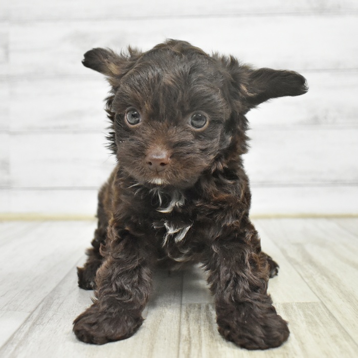 静岡県のチワプー/プーチー(チワワ×プードル) (犬の家＆猫の里富士店/2025年10月27日生まれ/男の子/ブラウン)の子犬の2枚目の画像