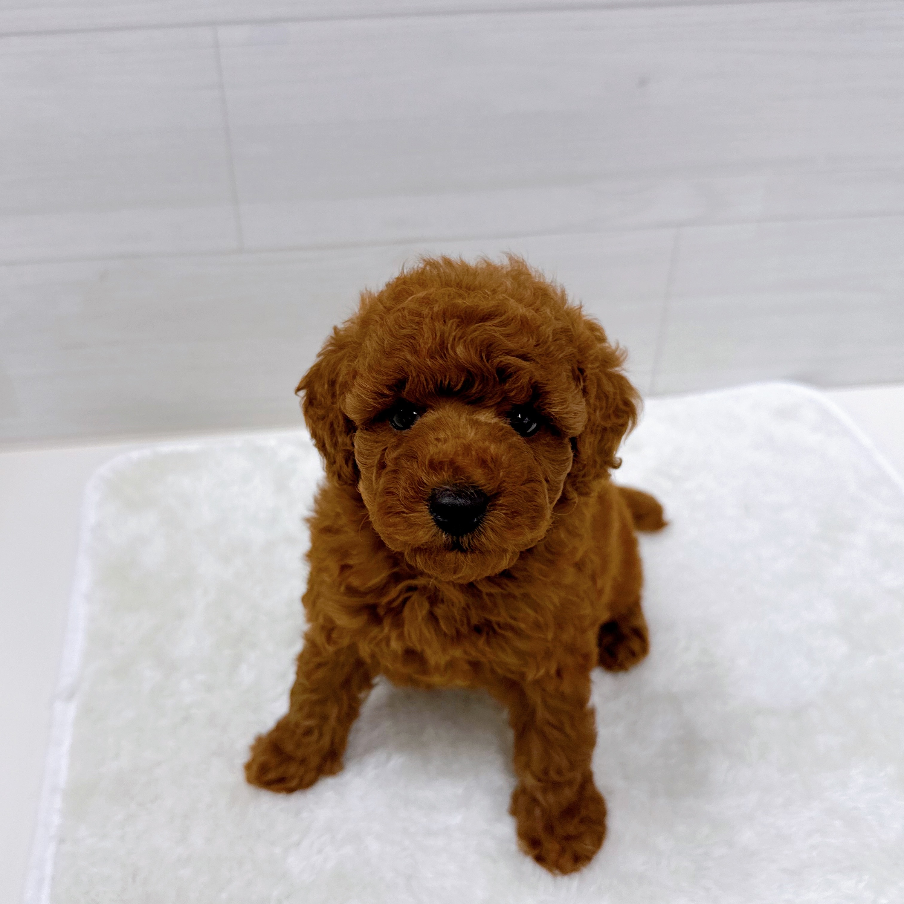 石川県のトイプードル(トイ) (犬の家＆猫の里アミーゴ金沢おこばた店/2025年10月27日生まれ/男の子/レッド)の子犬の1枚目の画像