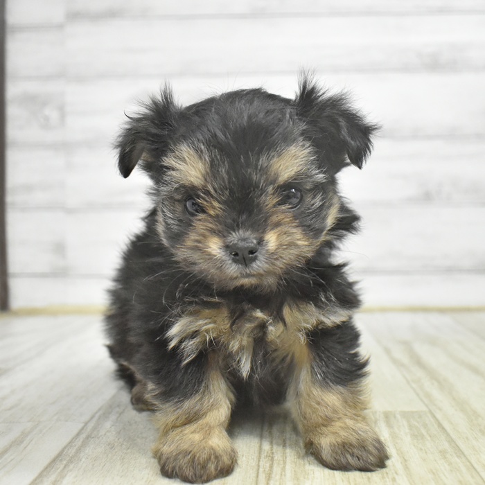 神奈川県のチワマル/マルチワ(チワワ×マルチーズ) (犬の家＆猫の里相模原店/2025年10月27日生まれ/女の子/ブラックタンホワイト)の子犬