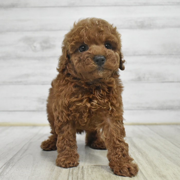 長野県のトイプードル(トイ) (犬の家＆猫の里長野店/2025年10月25日生まれ/女の子/レッド)の子犬の2枚目の画像