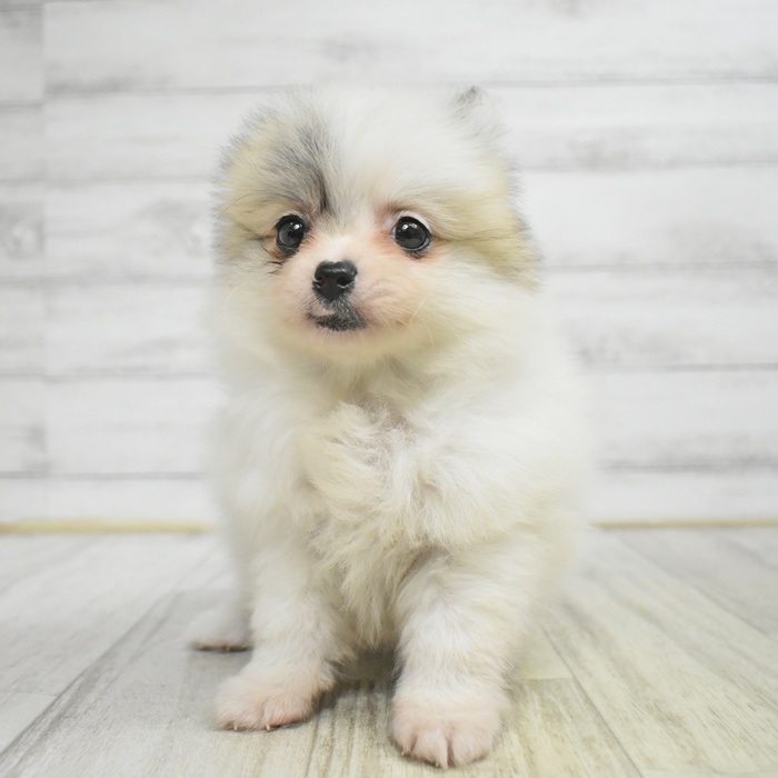 長野県のポメチワ/チワポメ/ポメチー(ポメラニアン×チワワ) (犬の家＆猫の里長野店/2025年10月28日生まれ/女の子/パーティーカラー)の子犬