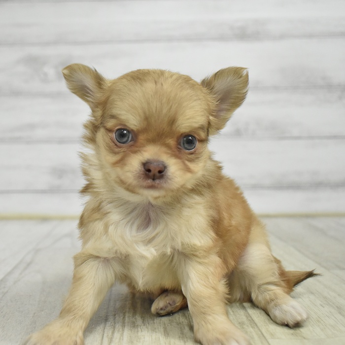 愛知県のチワワ(ロング) (犬の家＆猫の里春日井本店/2025年10月28日生まれ/男の子/フォーン)の子犬の2枚目の画像