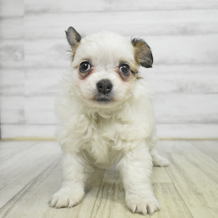 愛知県のパピチー/チワパピ(パピヨン×チワワ) (犬の家＆猫の里岡崎店/2025年10月27日生まれ/女の子/ホワイトブラウン)の子犬