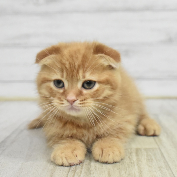 愛知県のスコティッシュフォールド (犬の家＆猫の里豊川インター店/2025年10月23日生まれ/男の子/レッドタビー)の子猫