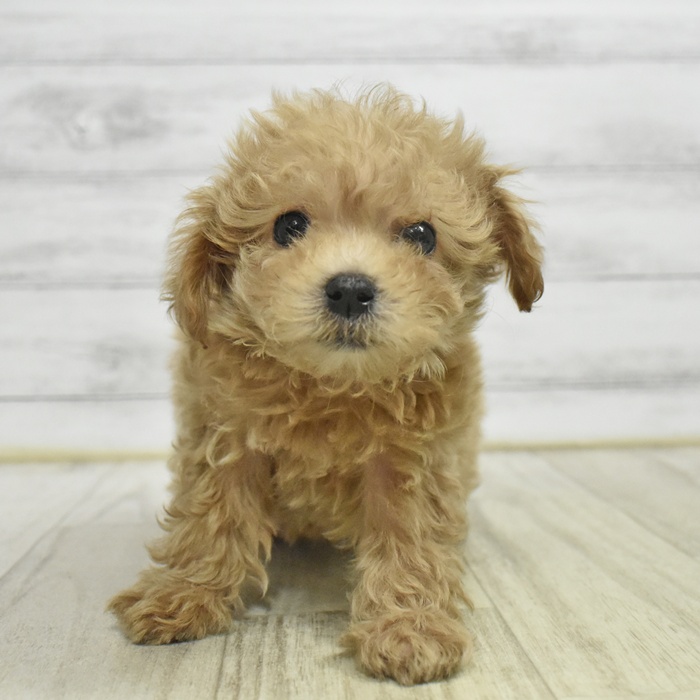 富山県のマルプー(マルチーズ×プードル) (犬の家＆猫の里アミーゴ高岡蓮花寺店/2025年10月25日生まれ/女の子/オレンジフォーン)の子犬