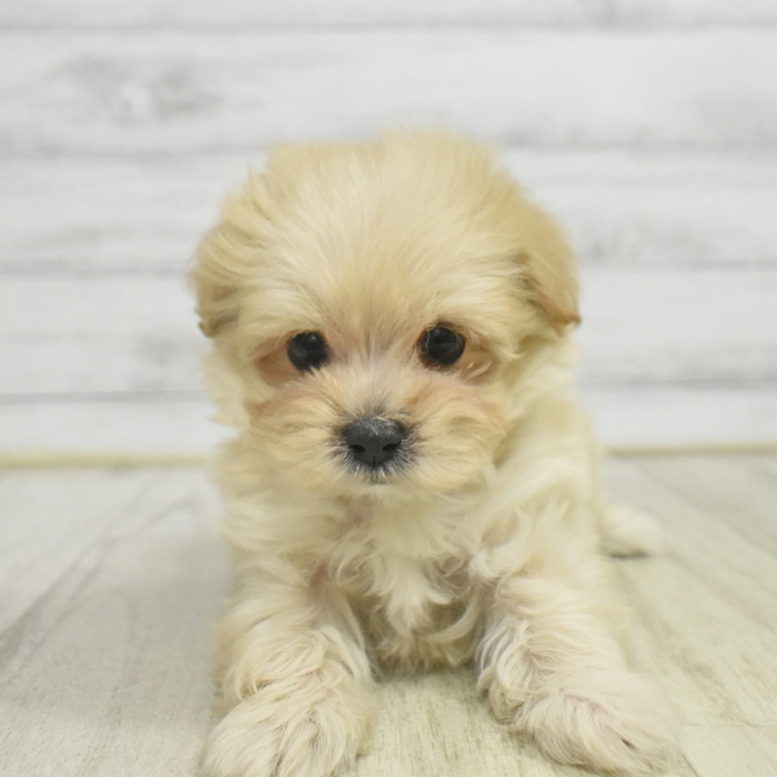 石川県のマルプー(マルチーズ×プードル) (犬の家＆猫の里金沢店/2025年10月26日生まれ/男の子/クリーム)の子犬
