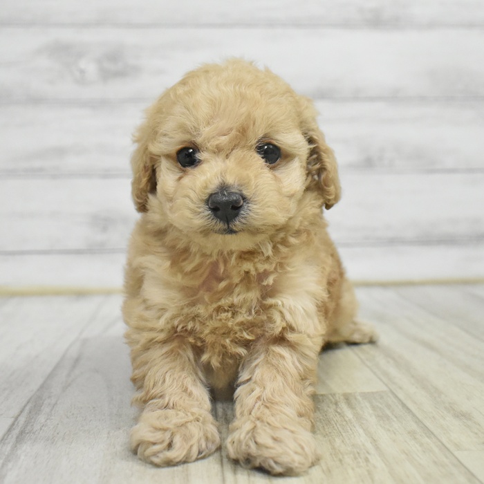 長野県のトイプードル(トイ) (犬の家＆猫の里塩尻店/2025年10月26日生まれ/女の子/アプリコット)の子犬の4枚目の画像