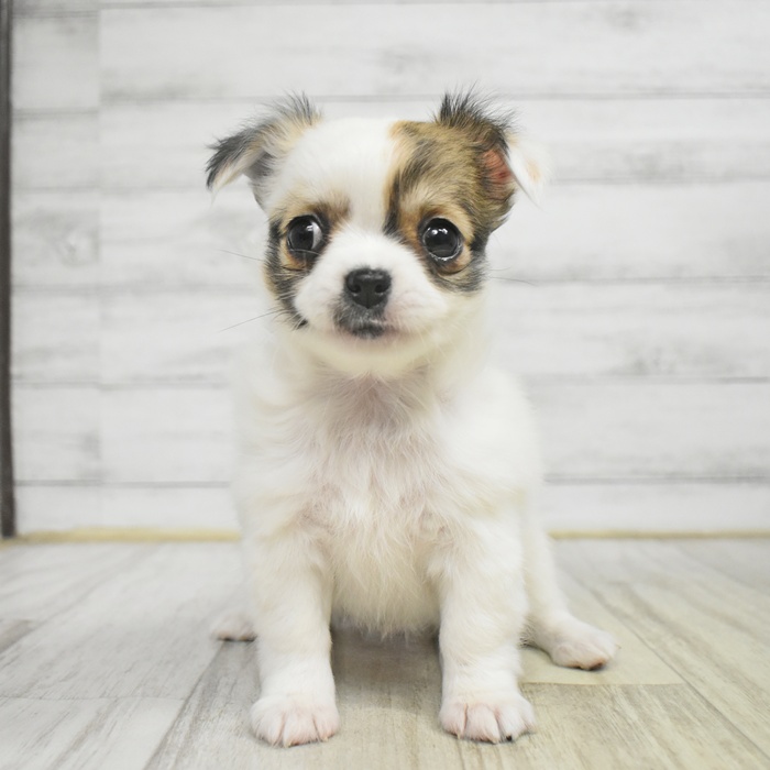 石川県のチワワ(ロング) (犬の家＆猫の里金沢店/2025年10月28日生まれ/女の子/ホワイトレッド)の子犬