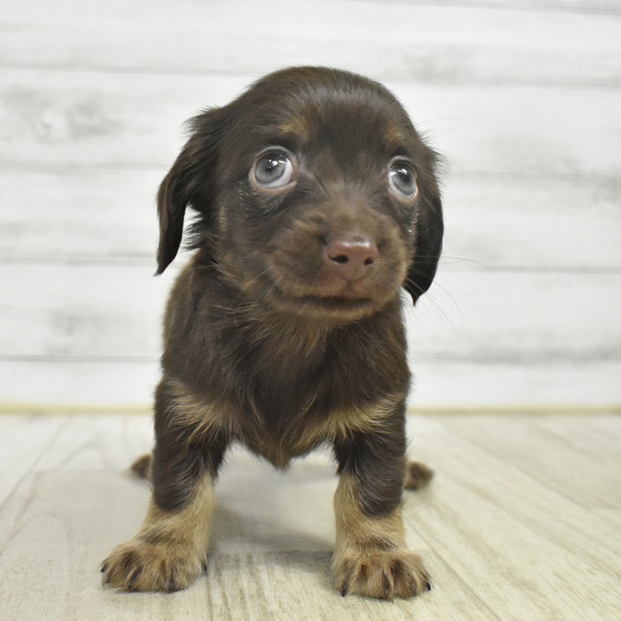 福岡県のチワックス(チワワ×ダックス) (犬の家＆猫の里トリアス久山店/2025年10月27日生まれ/男の子/チョコレートタン)の子犬