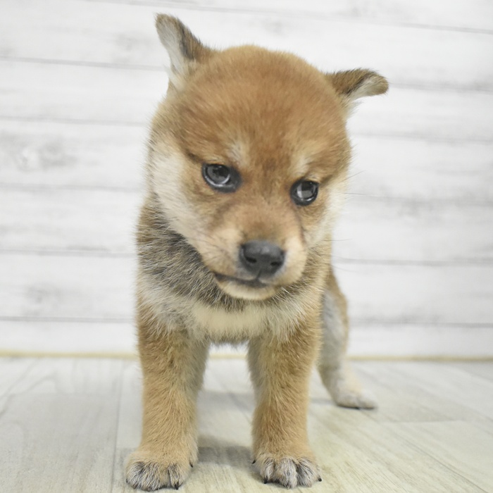 神奈川県の柴犬(標準サイズ) (犬の家＆猫の里相模原店/2025年10月27日生まれ/女の子/赤)の子犬