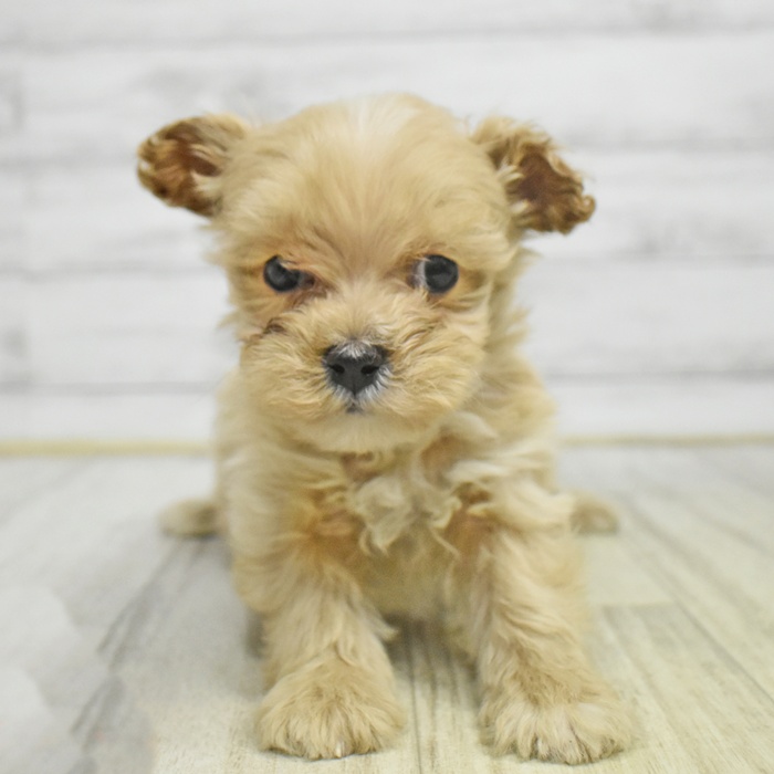 神奈川県のマルプー(マルチーズ×プードル) (犬の家＆猫の里相模原店/2025年10月26日生まれ/女の子/クリーム)の子犬