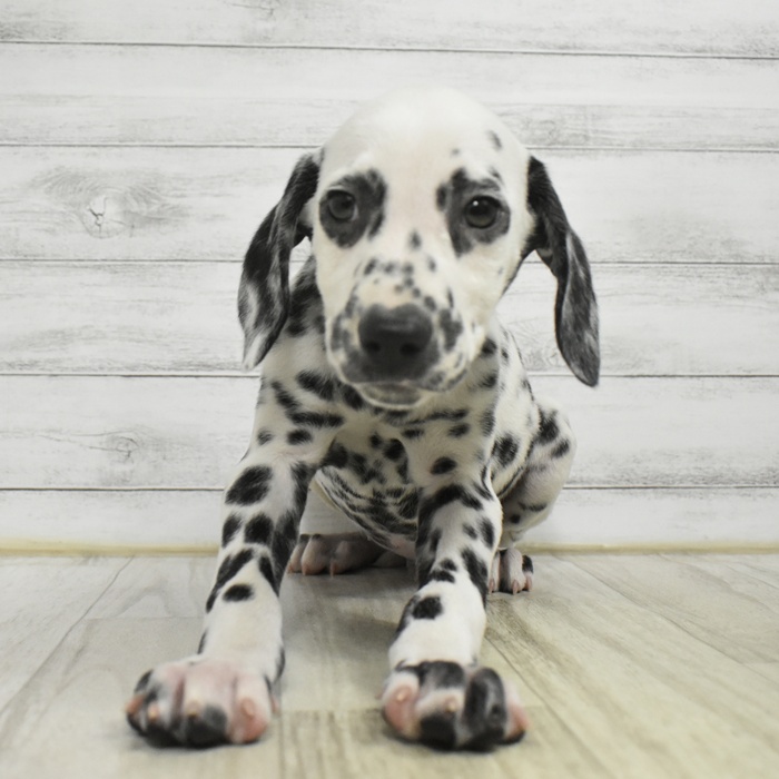 長野県のダルメシアン (犬の家＆猫の里長野店/2025年10月22日生まれ/男の子/ホワイトブラック)の子犬の2枚目の画像