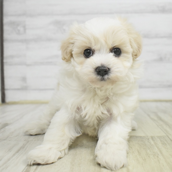福岡県のポメプー(ポメラニアン×プードル) (犬の家＆猫の里トリアス久山店/2025年10月27日生まれ/女の子/クリームホワイト)の子犬