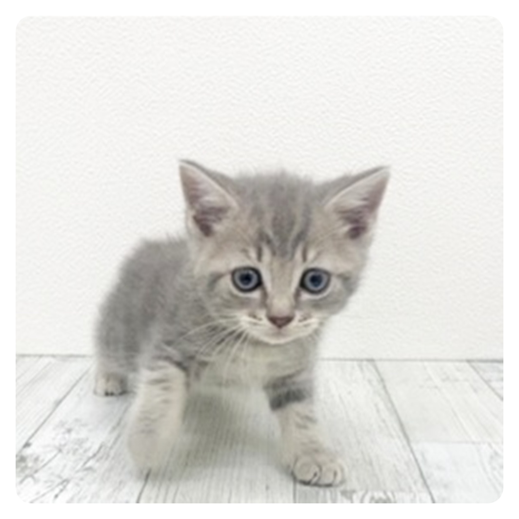 福岡県のアメリカンショートヘアー (犬の家＆猫の里くりえいと宗像店/2025年10月27日生まれ/女の子/ブルータビー)の子猫