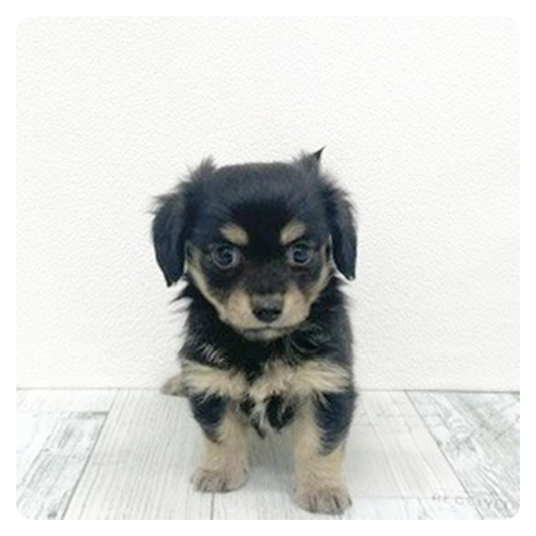 福岡県のチワックス(チワワ×ダックス) (犬の家＆猫の里くりえいと宗像店/2025年10月26日生まれ/男の子/ブラックタン)の子犬