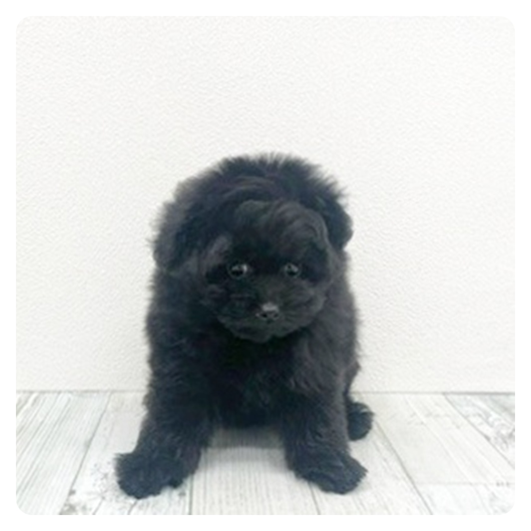 福岡県のポメプー(ポメラニアン×プードル) (犬の家＆猫の里トリアス久山店/2025年10月27日生まれ/男の子/ブラック)の子犬