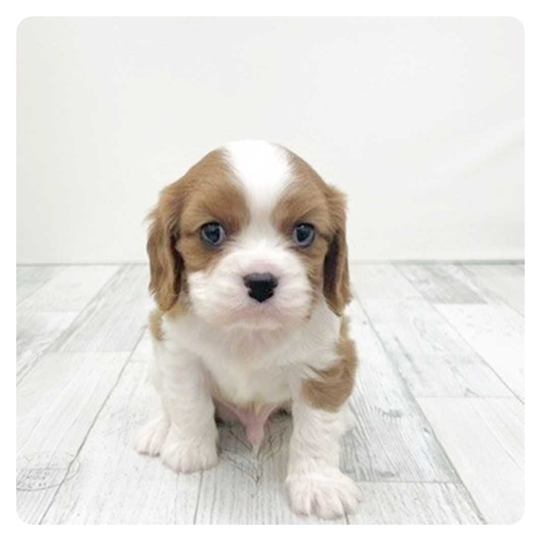 福岡県のキャバリアキングチャールズスパニエル (犬の家＆猫の里くりえいと宗像店/2025年10月28日生まれ/男の子/ブレンハイム)の子犬