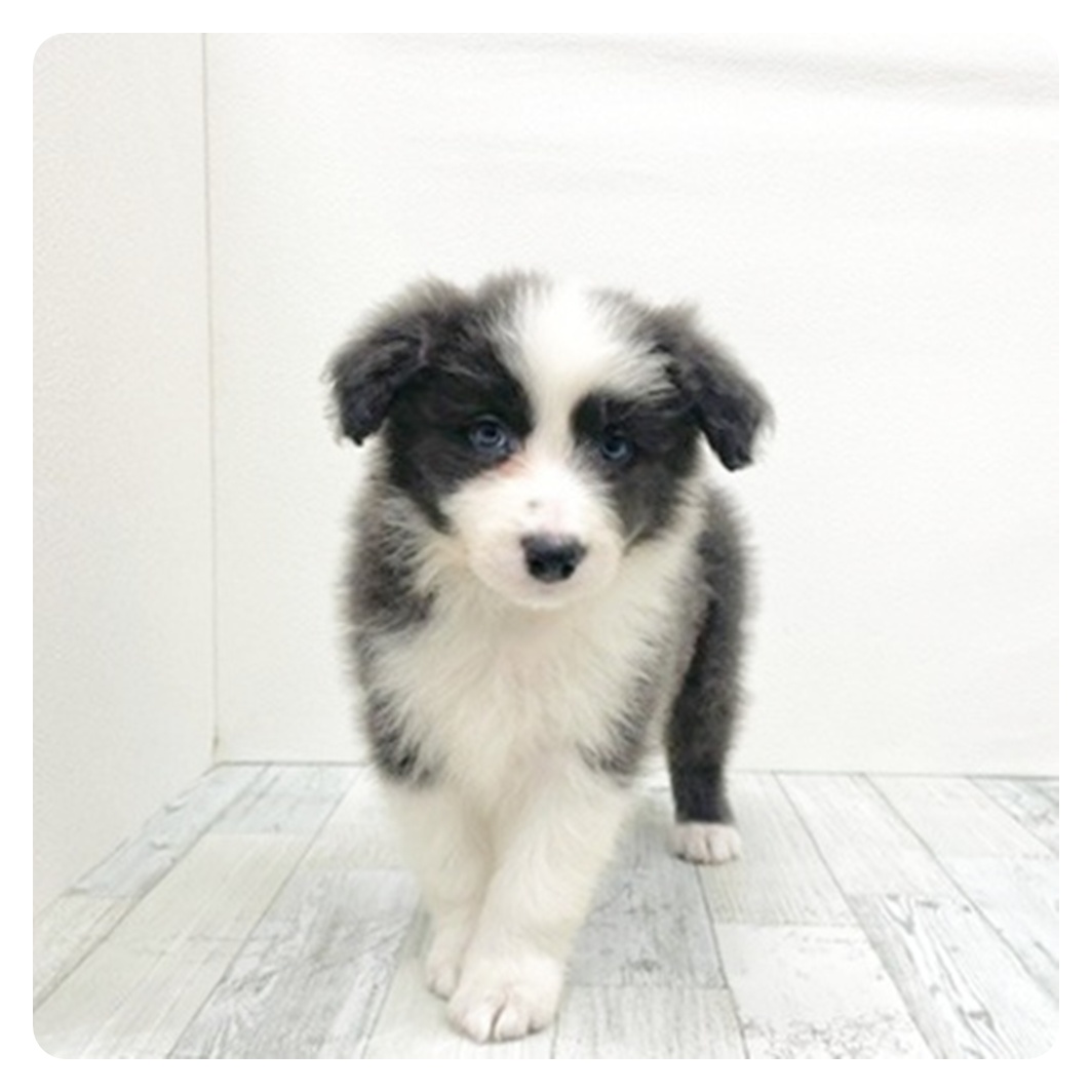 福岡県のボーダーコリー (犬の家＆猫の里くりえいと宗像店/2025年10月26日生まれ/男の子/ブルーホワイト)の子犬