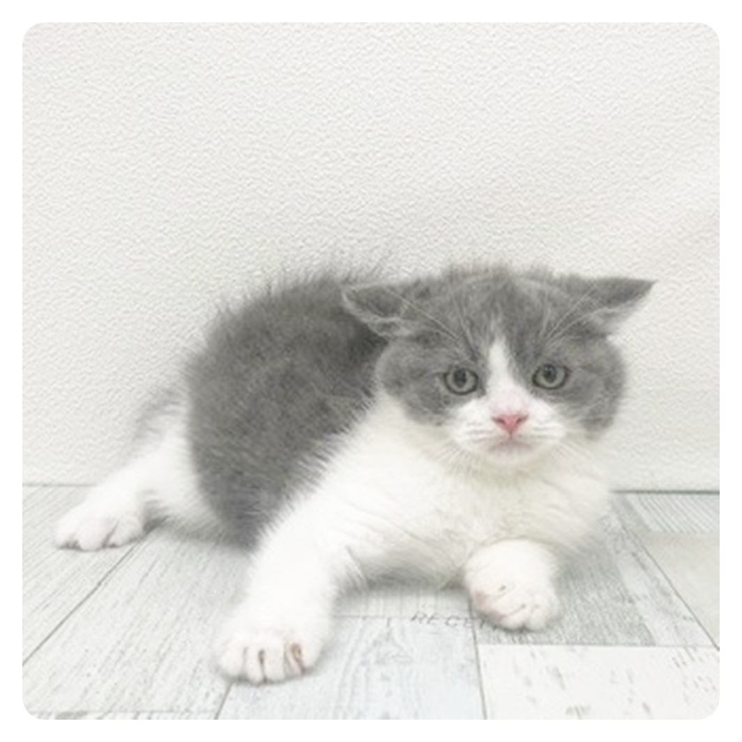 福岡県のブリティッシュショートヘアー (犬の家＆猫の里くりえいと宗像店/2025年10月27日生まれ/男の子/ブルーホワイト)の子猫