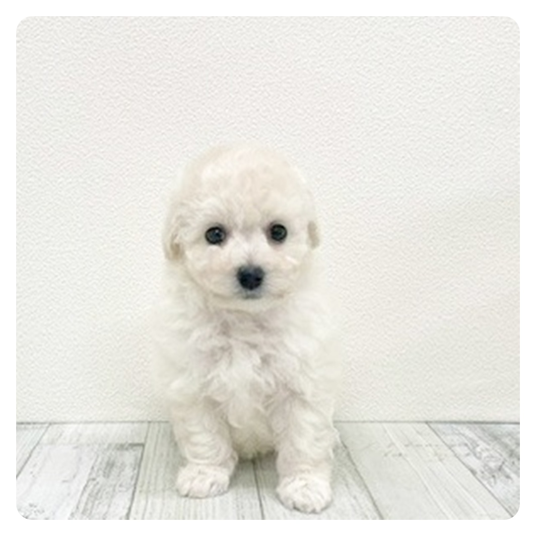 福岡県のビションプー(ビションフリーゼ×プードル) (犬の家＆猫の里トリアス久山店/2025年10月27日生まれ/女の子/ホワイト)の子犬