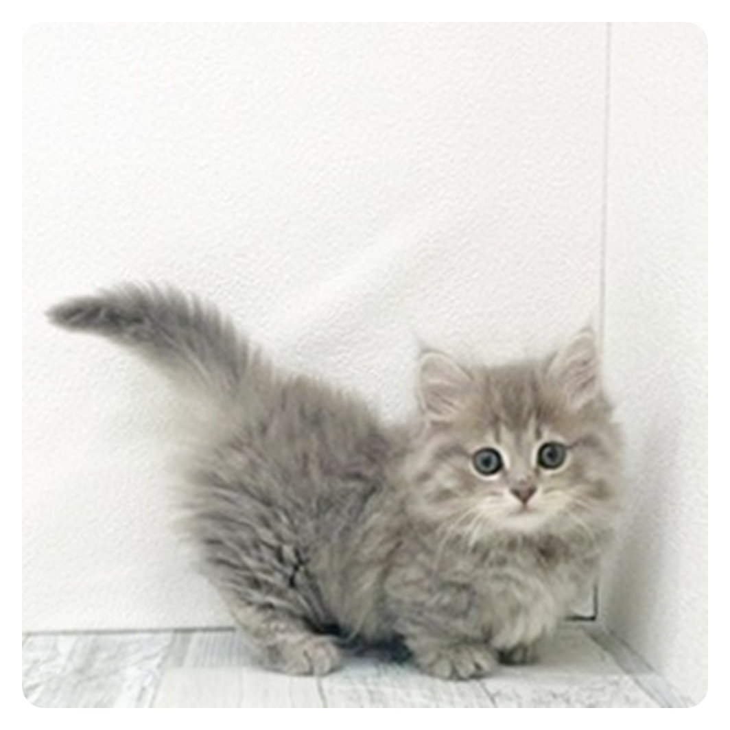 福岡県のマンチカン (犬の家＆猫の里くりえいと宗像店/2025年10月20日生まれ/男の子/ブルータビー)の子猫