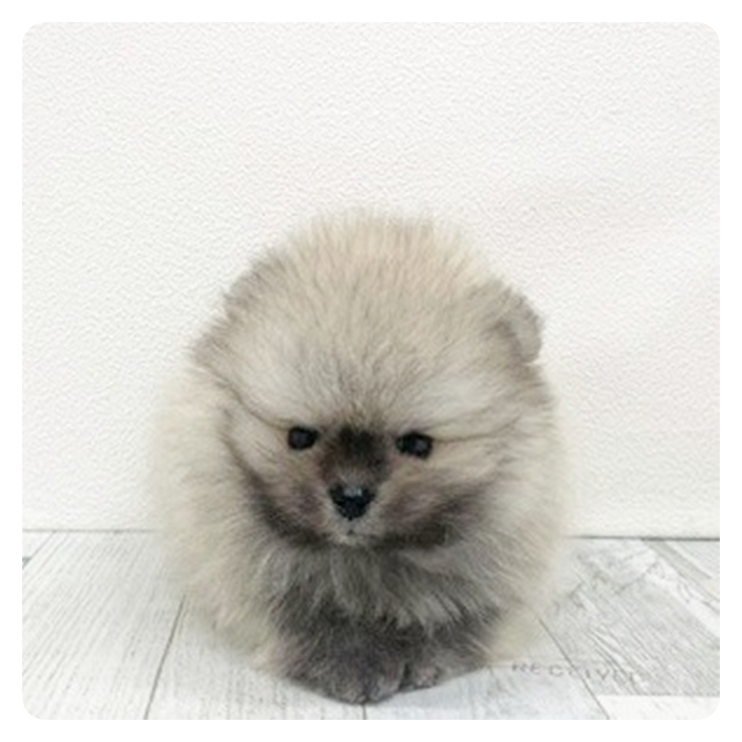 福岡県のポメラニアン (犬の家＆猫の里くりえいと宗像店/2025年10月27日生まれ/男の子/ウルフセーブル)の子犬