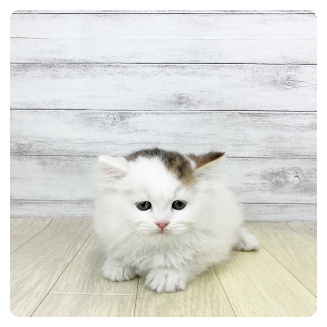 愛知県のスコティッシュストレート (犬の家＆猫の里愛知刈谷店/2025年10月27日生まれ/男の子/ブラウンタビーホワイト)の子猫