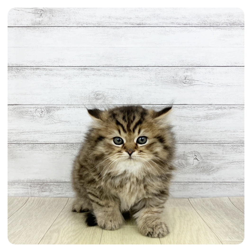 愛知県のスコティッシュストレート (犬の家＆猫の里岡崎店/2025年10月27日生まれ/男の子/ブラウンタビーホワイト)の子猫